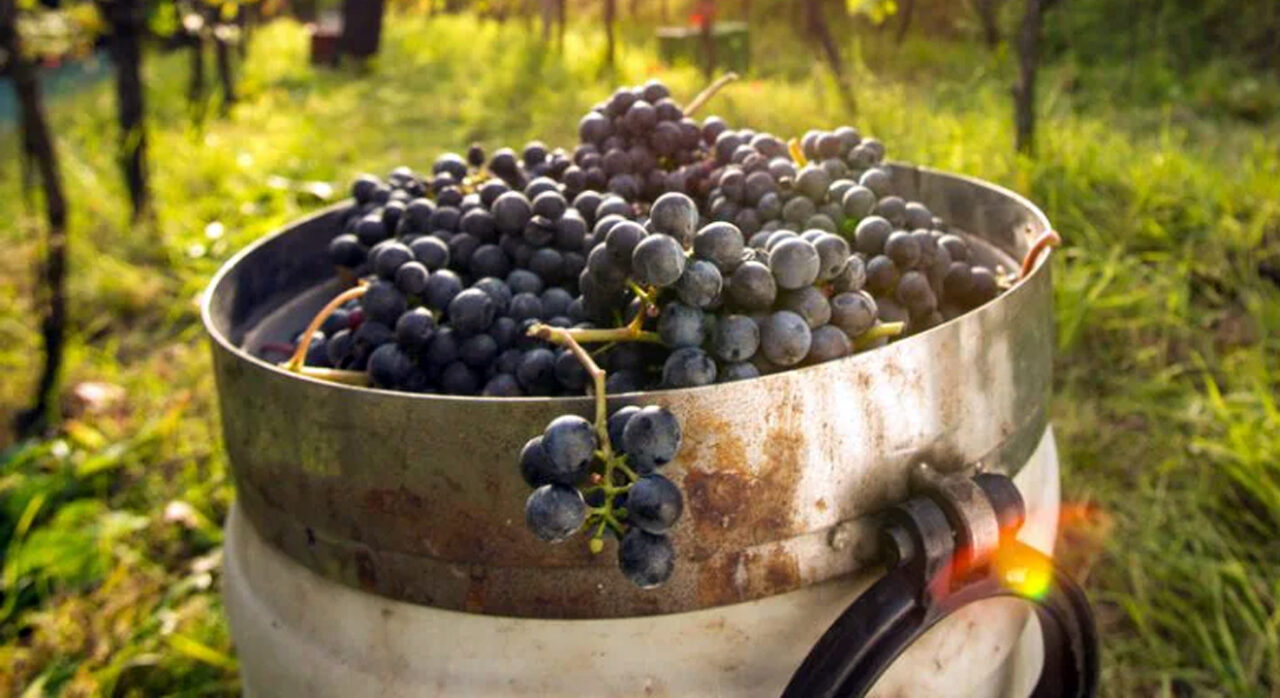 San Martino: ogni mosto diventa vino, ogni sogno prende vita