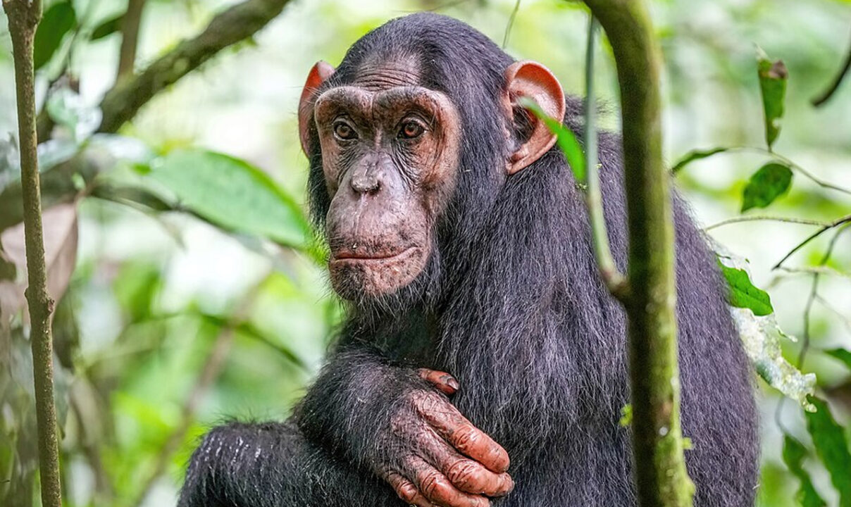 Giornata Mondiale della Scimmia: un tributo ai primati intelligenti e affascinanti