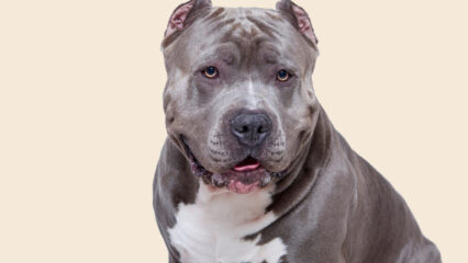 Cormons, donna aggredita in casa dai suoi cani: grave una 49enne