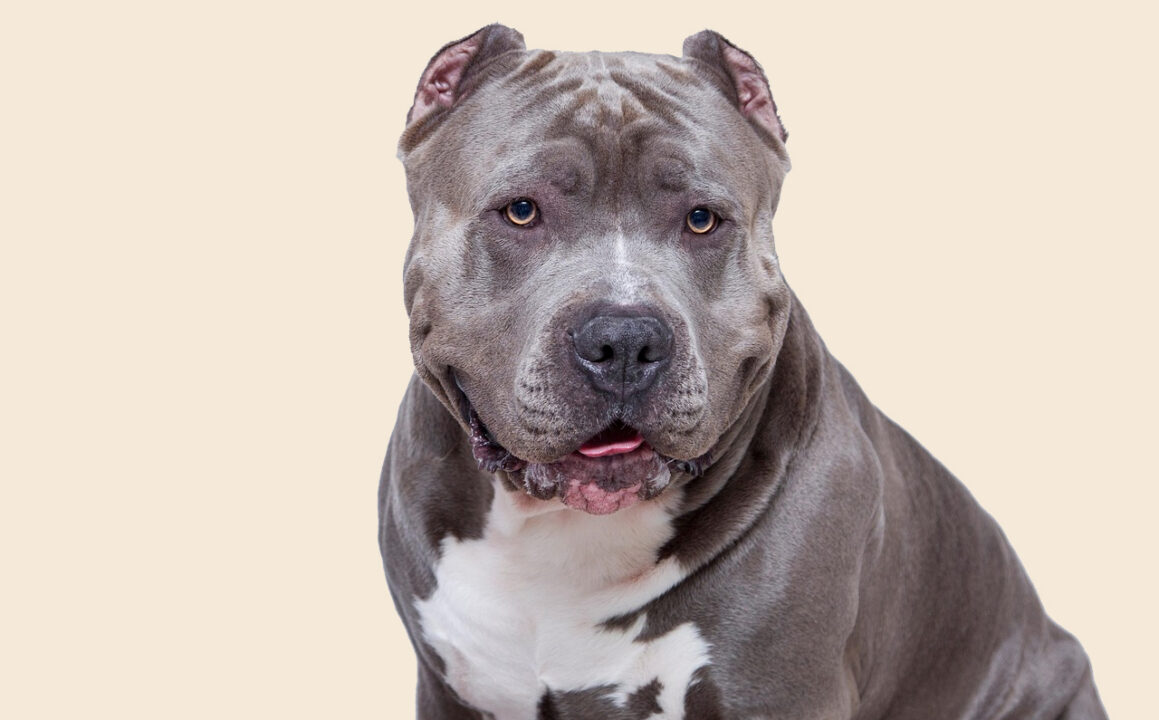 Roma: uomo assalito da pitbull, la moglie uccide il cane e salva il marito