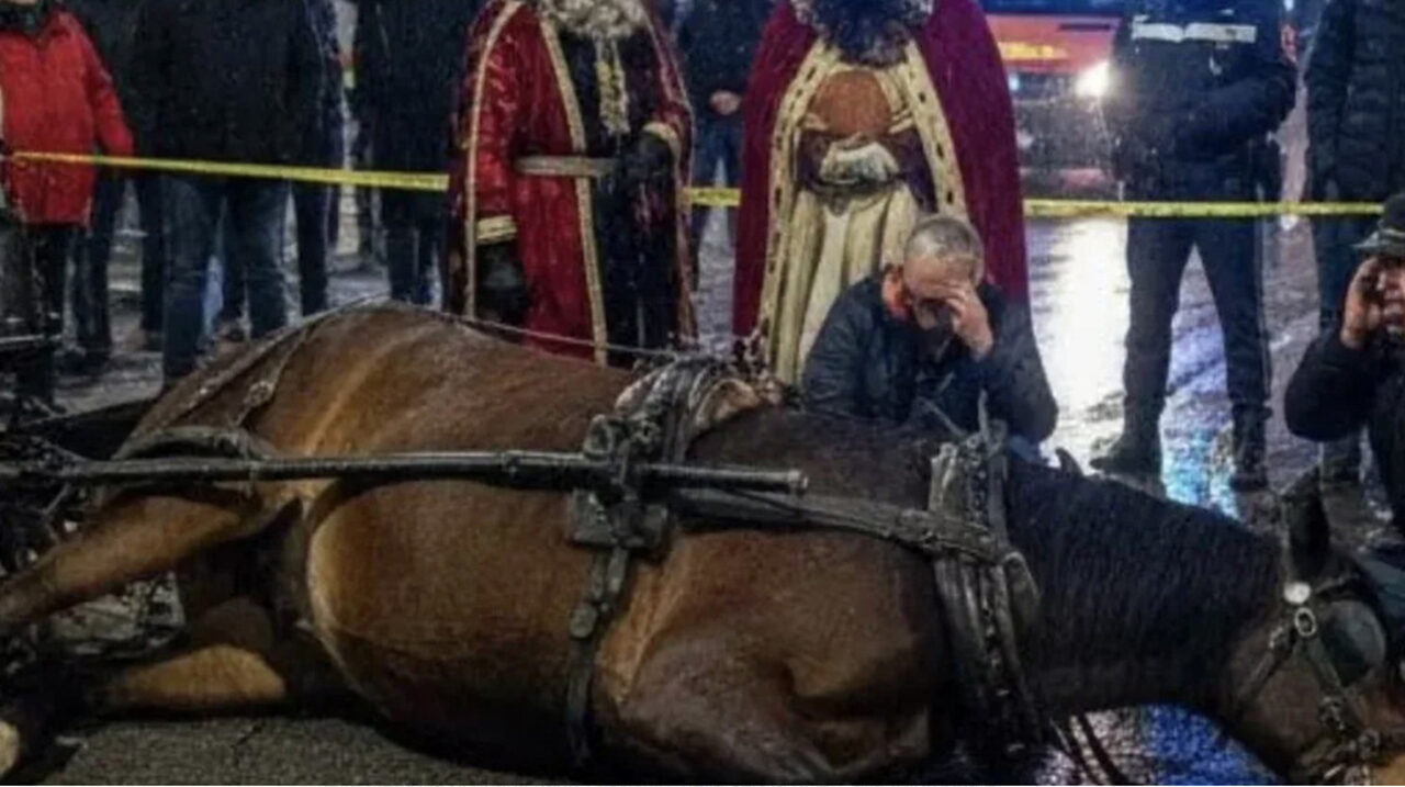 Nocera Inferiore: cavallo muore durante la sfilata dei Re Magi