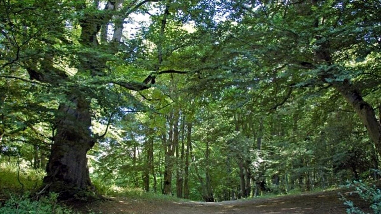 Tragedia sul lavoro nei Monti della Laga: boscaiolo muore travolto da un tronco