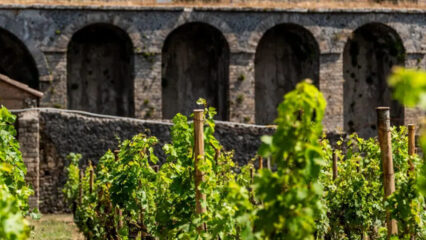Pompei: progetto vitivinicolo tra Parco e Feudi di San Gregorio