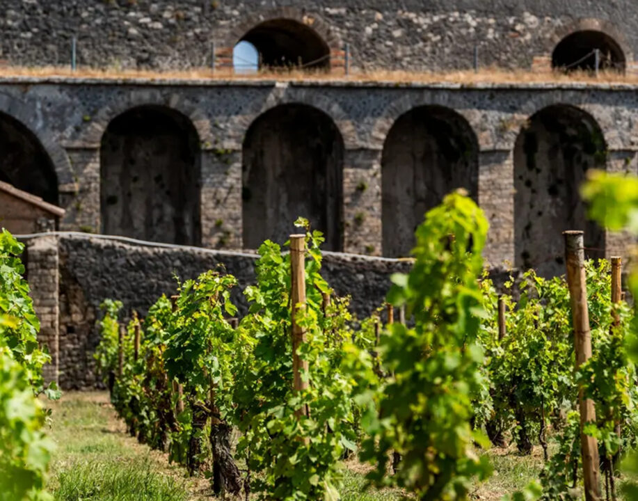 Pompei: progetto vitivinicolo tra Parco e Feudi di San Gregorio