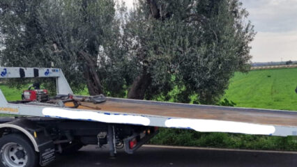 Incidente mortale nel Tarantino: 74enne perde la vita dopo lo schianto contro un ulivo