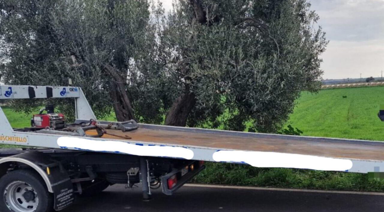 Incidente mortale nel Tarantino: 74enne perde la vita dopo lo schianto contro un ulivo