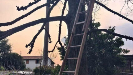 Montebelluna, cade da 10 metri mentre pota un albero: muore 96enne