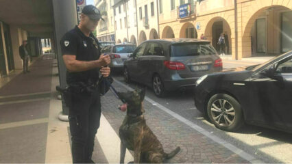 Conegliano in lutto: morto l’agente Marco Siffino, anima dell’unità cinofila della Polizia locale
