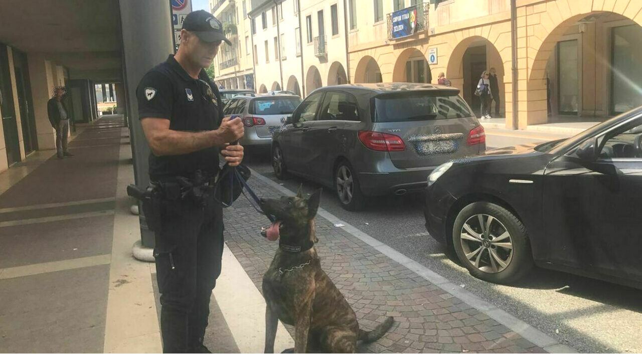 Conegliano in lutto: morto l’agente Marco Siffino, anima dell’unità cinofila della Polizia locale