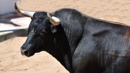 Crispiano: uomo incornato da un toro muore in ospedale