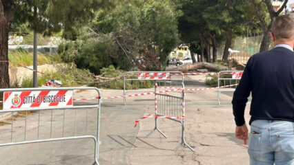 Bisceglie: Alicia Amoruso muore colpita da un albero