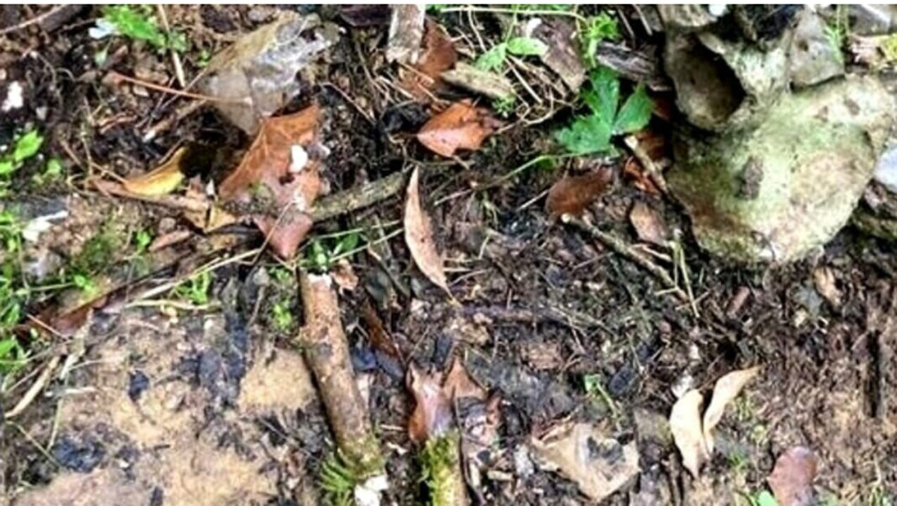 Il paradosso di Bologna: morto per la scienza, vivo per l’anagrafe