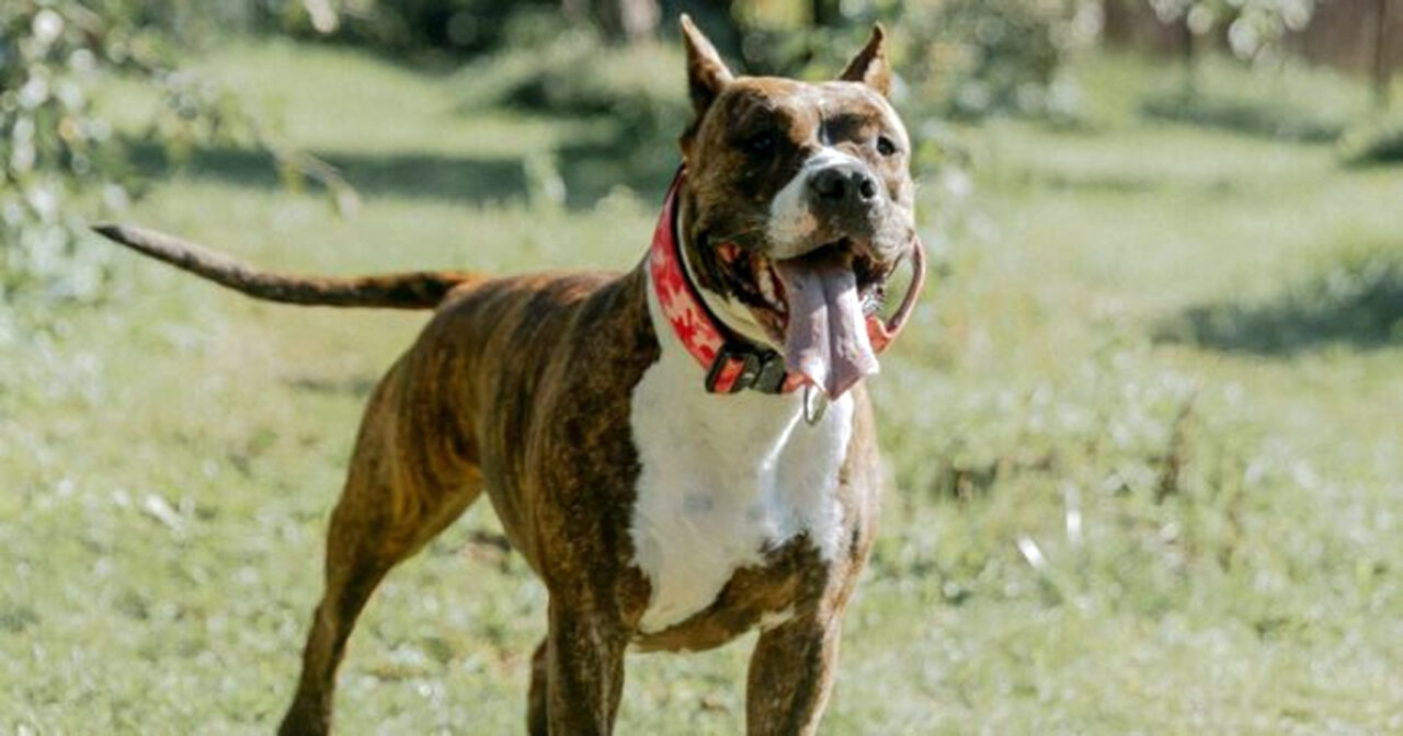 Orrore a Ischia: donna azzannata dal proprio pitbull