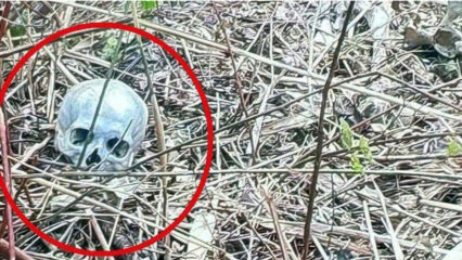 Bari: trovato un teschio umano tra i cespugli del parco Maugeri