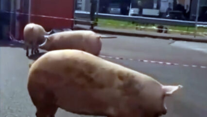 Caos sulla Via Emilia nel Reggiano: si ribalta camion di bestiame, 10 maiali invadono la carreggiata