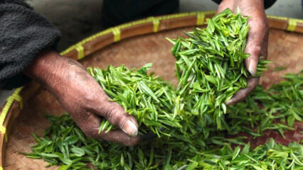 Giornata Internazionale del Tè. La FAO celebra la seconda bevanda più consumata al mondo