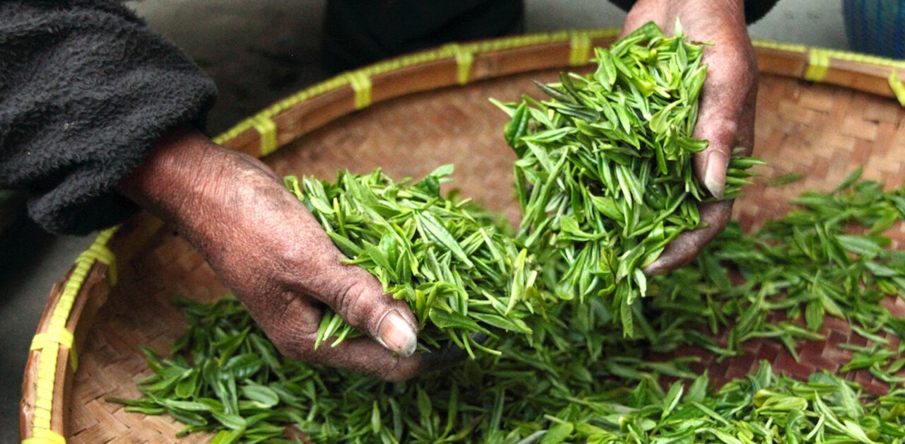 Giornata Internazionale del Tè. La FAO celebra la seconda bevanda più consumata al mondo