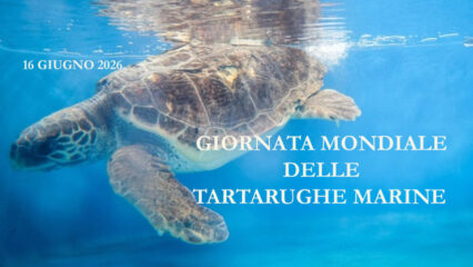Giornata Mondiale della Tartaruga Marina 2026: difendere gli antichi navigatori degli oceani