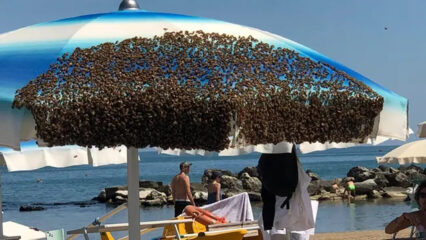 Cattolica: l'ape regina si posa in spiaggia e l'ombrellone diventa un alveare