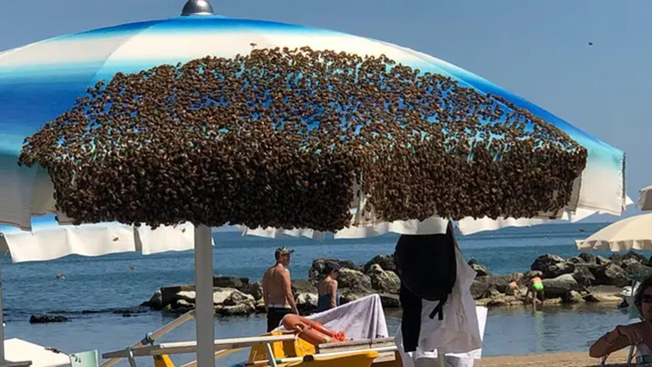 Cattolica: l’ape regina si posa in spiaggia e l’ombrellone diventa un alveare