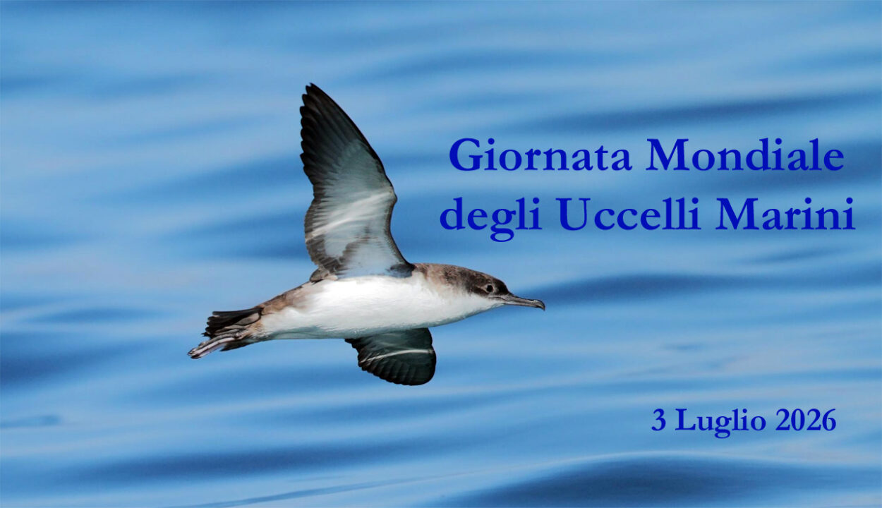Custodi degli oceani in pericolo: oggi si celebra la Giornata Mondiale degli Uccelli Marini