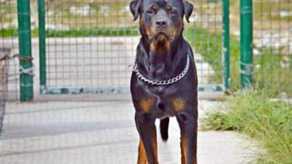 Giuseppe Pampo azzannato e ucciso da due rottweiler