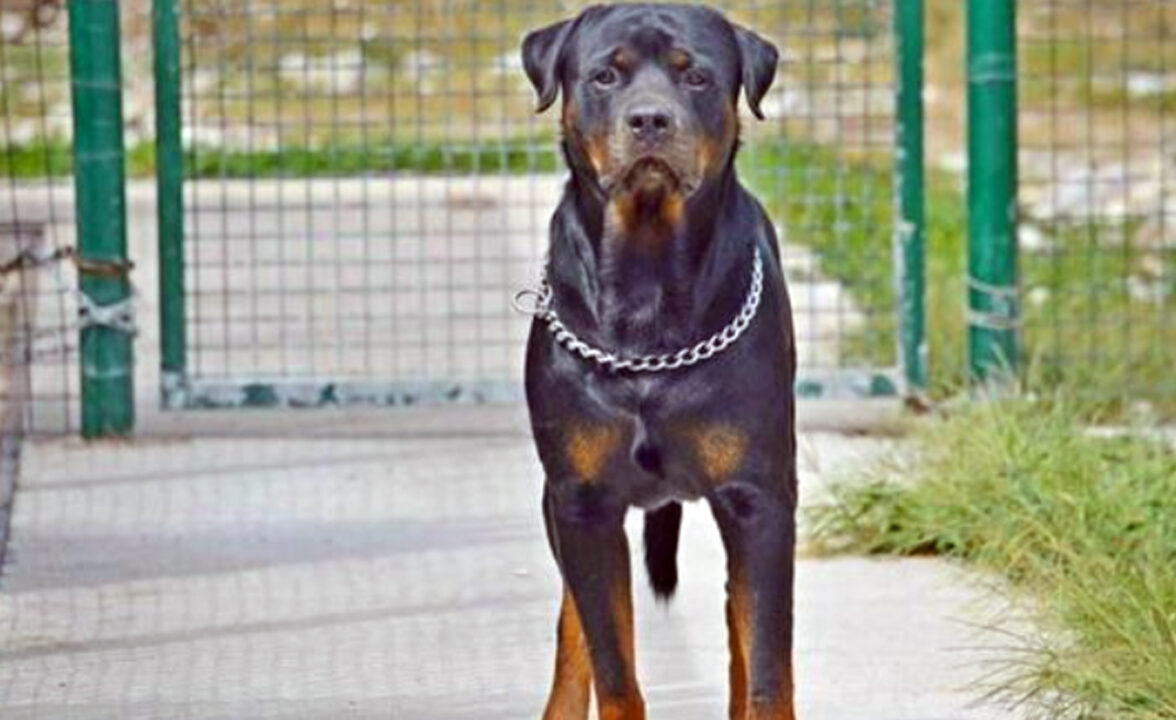 Giuseppe Pampo azzannato e ucciso da due rottweiler