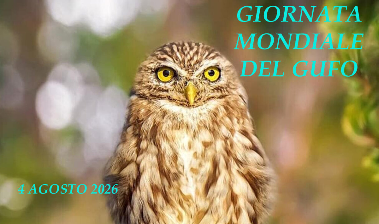 Giornata Mondiale del Gufo: curiosità, falsi miti e l’impegno per proteggere i signori della notte