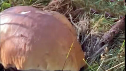 È 'guerra' dei funghi sull'Amiata, pullman e centinaia di cercatori prendono d'assalto i boschi