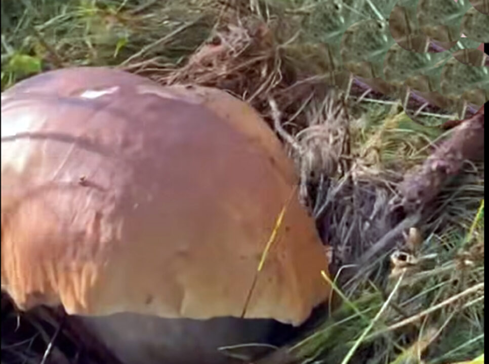 È 'guerra' dei funghi sull'Amiata, pullman e centinaia di cercatori prendono d'assalto i boschi